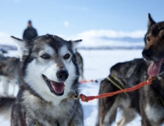 Best Lapland family holiday